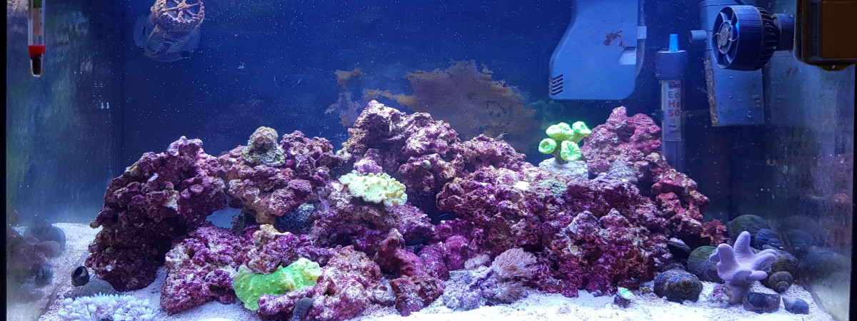 aquarium Récifal 60 litres - Eheim Aquastar 63 Marine