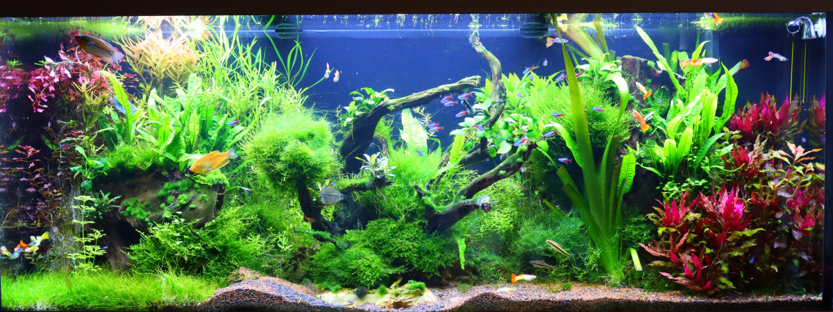 aquarium Rio 450