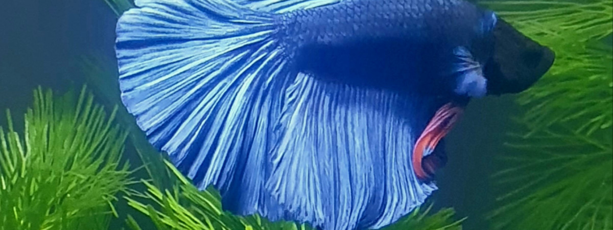 aquarium Plouf