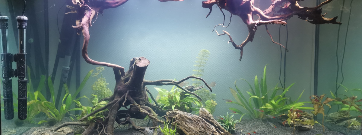 aquarium Amazonie 2.0