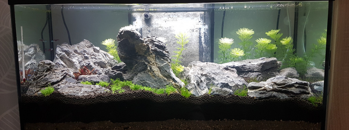 aquarium Aqua novice
