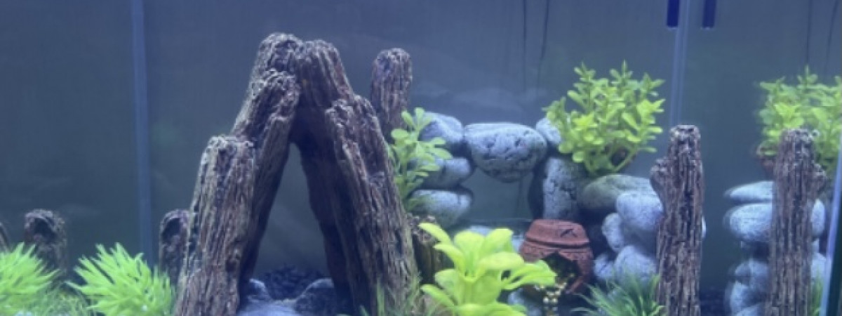 aquarium Aquarium à petit Paulo