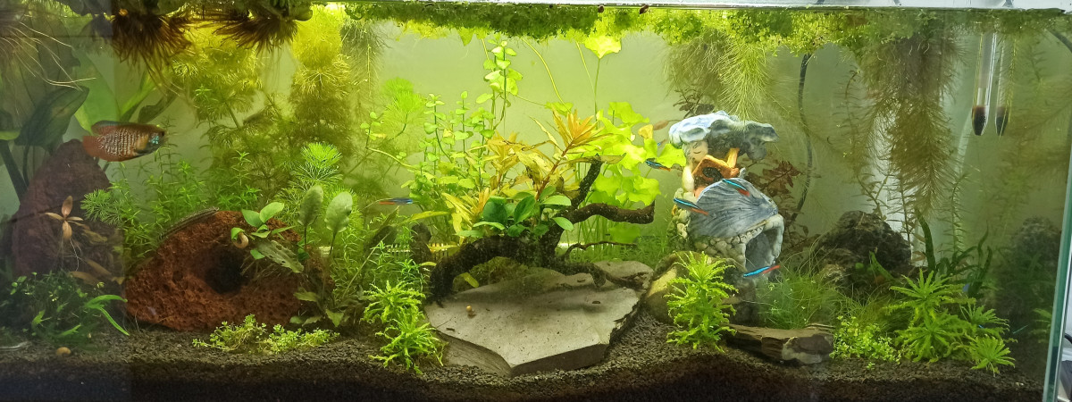 aquarium Lowtech 84 l