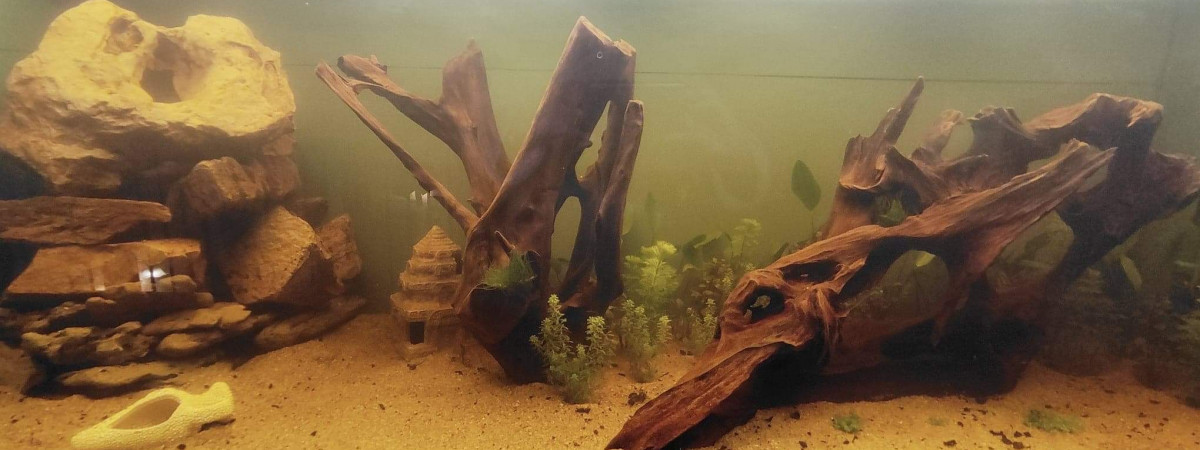aquarium Biotop amazonien