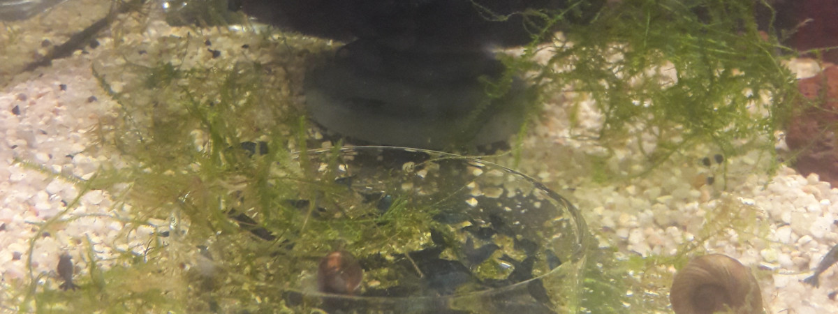 aquarium Blue Dream