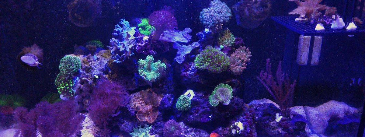 aquarium Red sea reefer 250