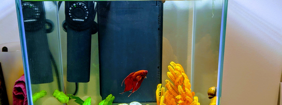 aquarium Aquarium de ma princesse