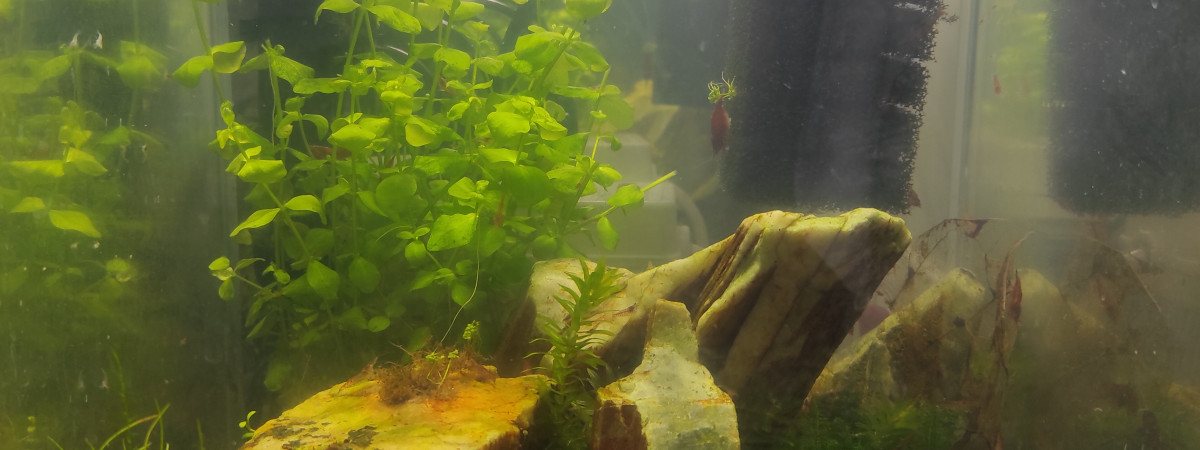 aquarium Red red