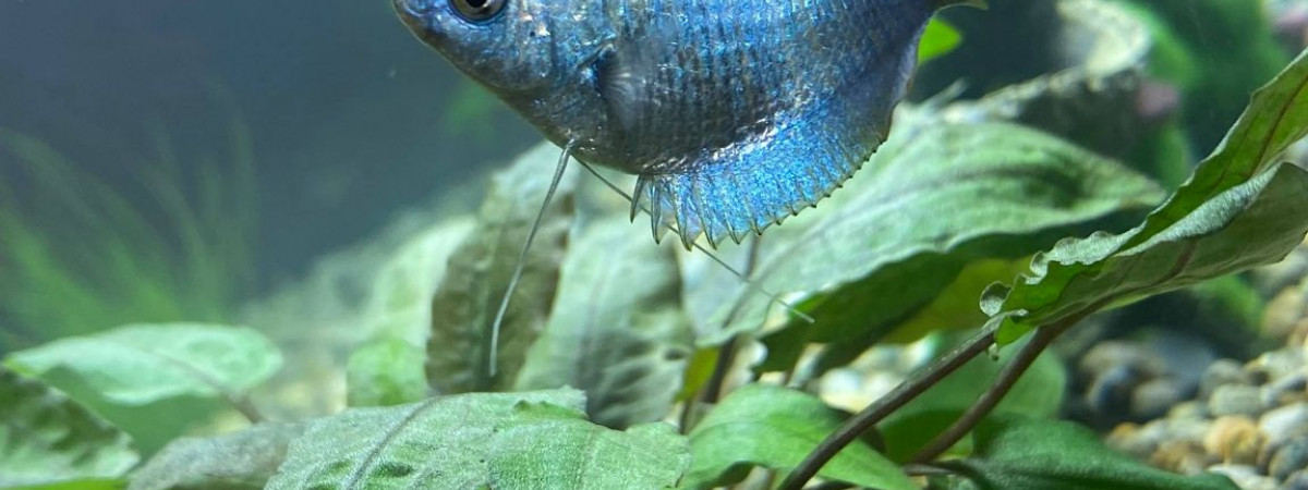 aquarium Aqualand