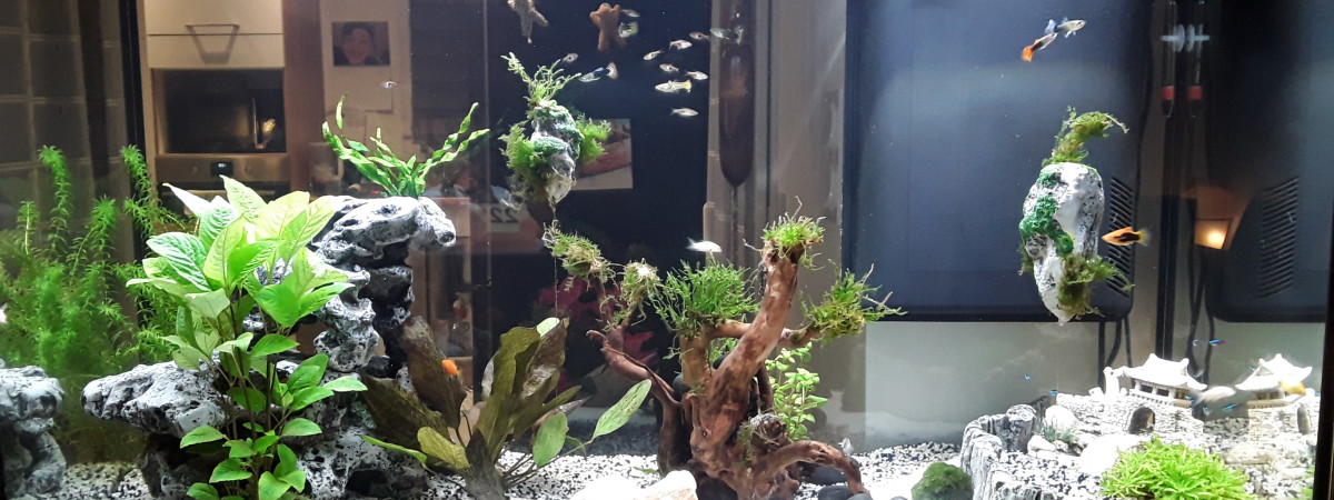 aquarium Nid