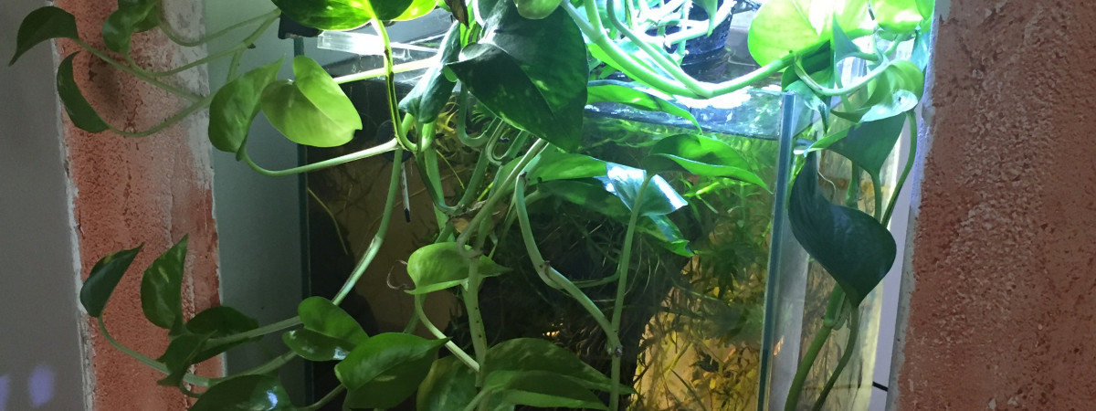 aquarium mini cube