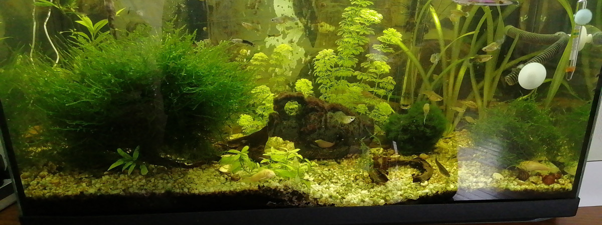 aquarium Aqulikwakwa