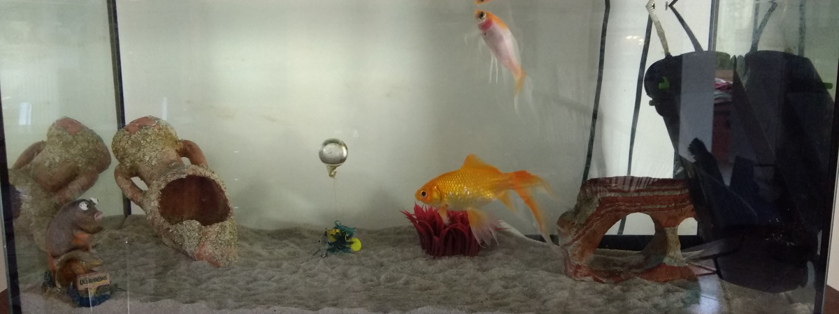 aquarium 50 L eau tempere koi poissons rouges