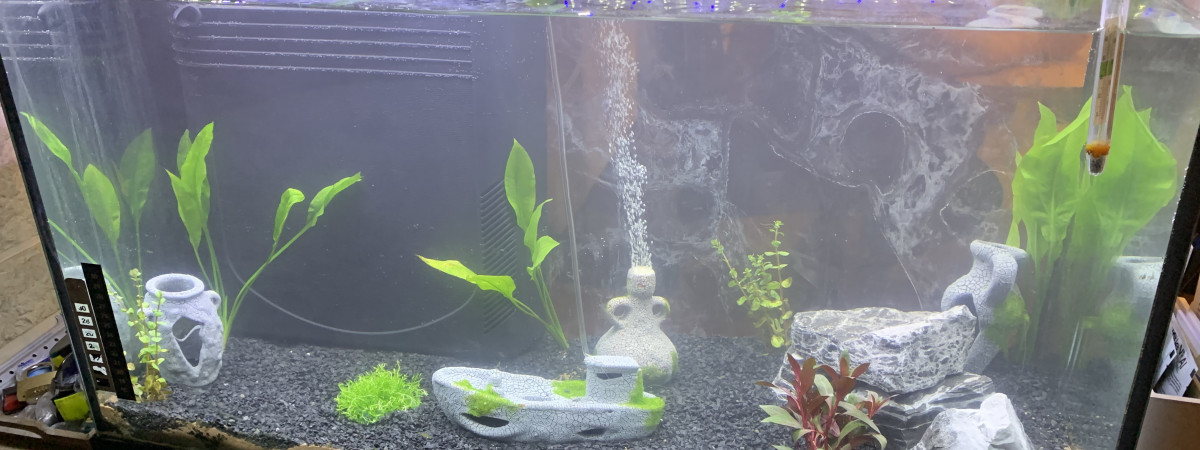 aquarium Cavalier