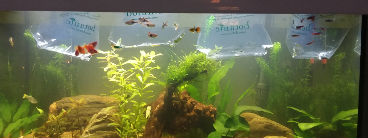 aquarium Aquarium 126l