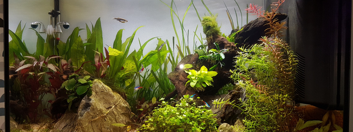 aquarium Pacom