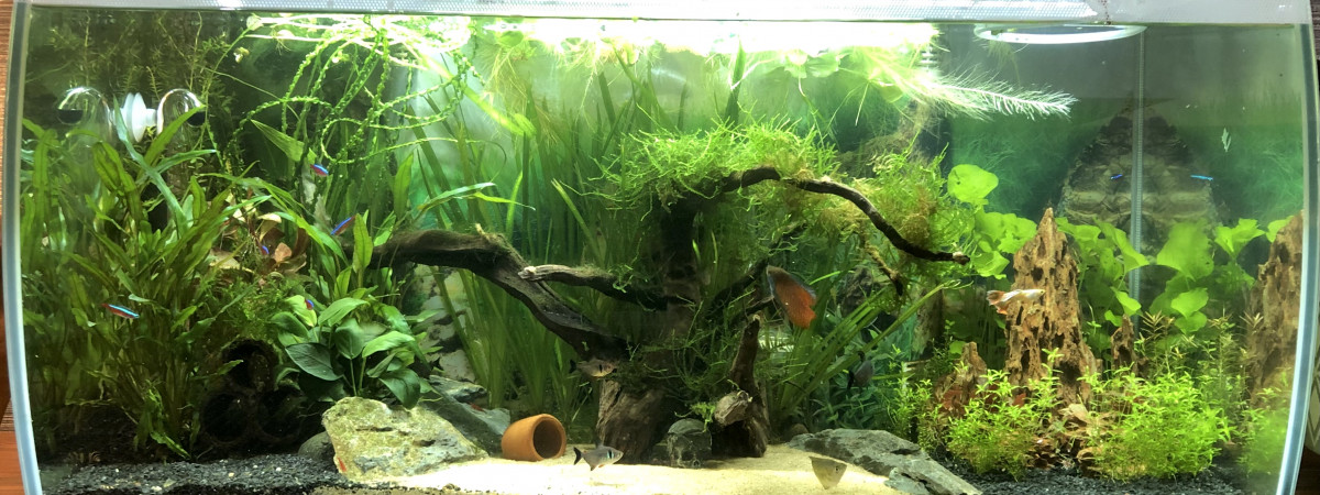 aquarium Le principal