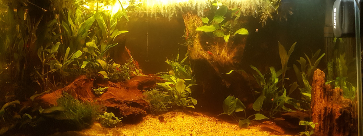 aquarium Bac crevette