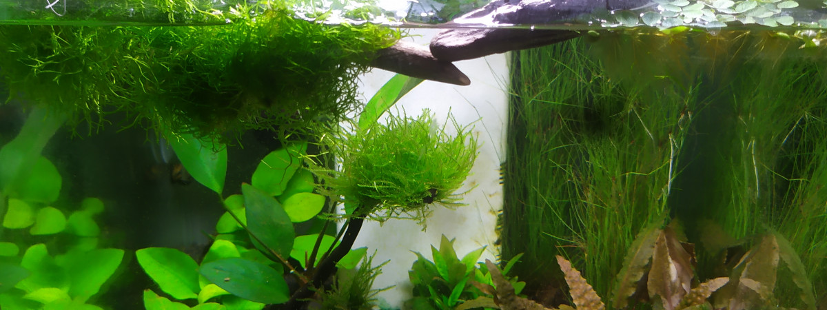 aquarium Nano jardin
