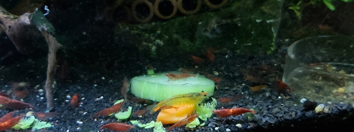 aquarium Dennerle 35 litres