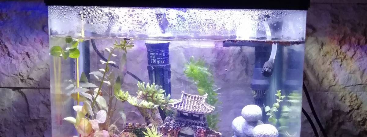 aquarium GUECHA