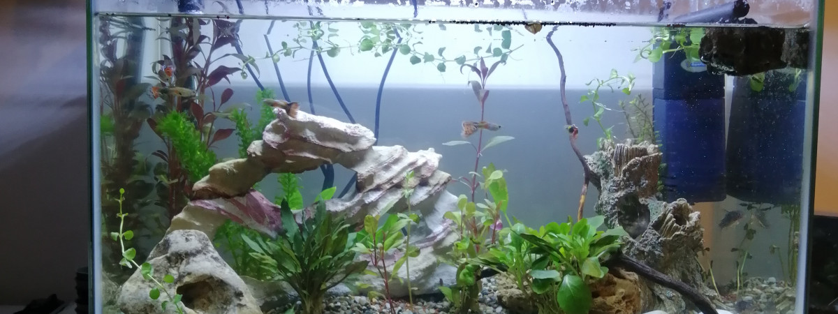 aquarium GUECHA2