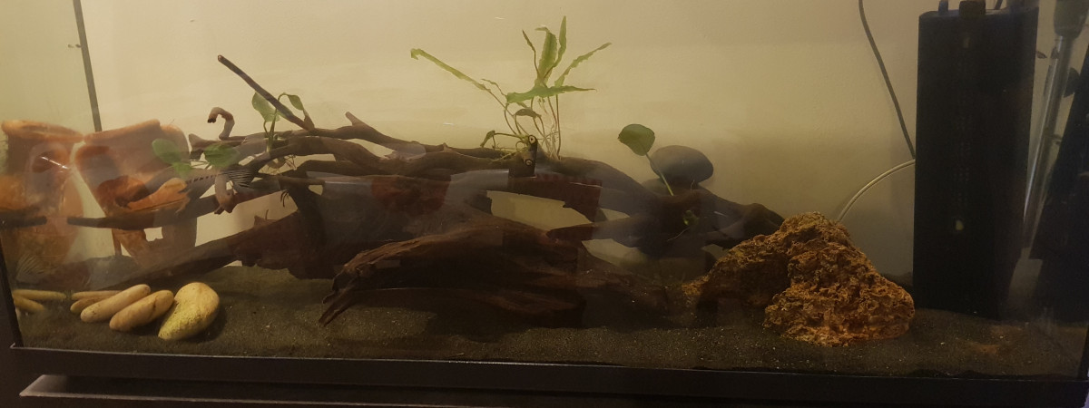 aquarium Bac de 100 litres me en haut il y a une semaine Pour les Guppy Et crevettes