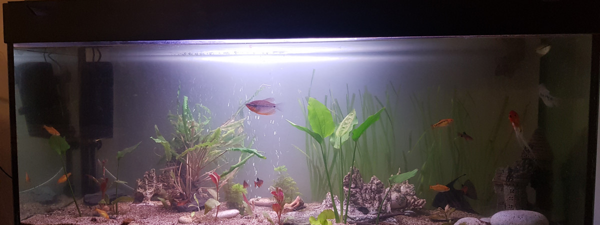 aquarium 250l