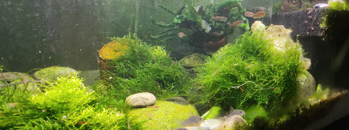 aquarium Ruisseau de montagne Tk3