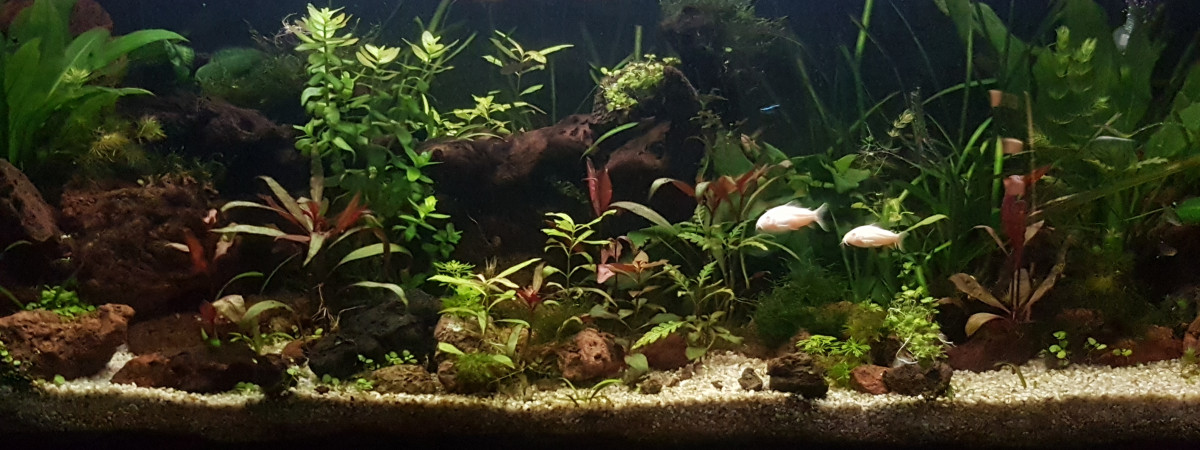 aquarium The Parallel Land
