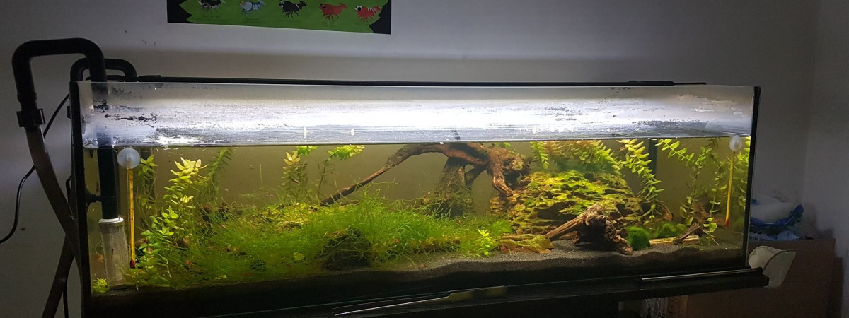 aquarium Bac 120L Crevttes RedCherry