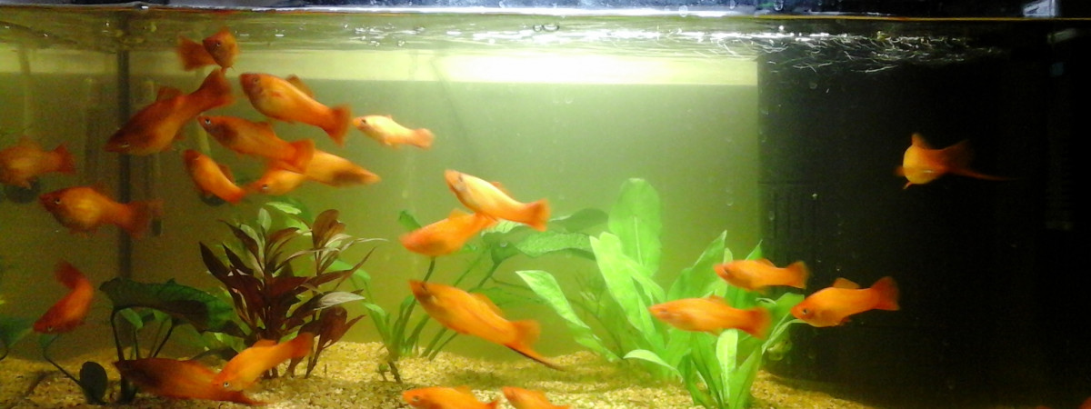 aquarium Nano 54 L