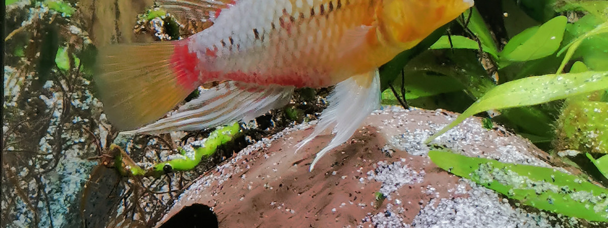 aquarium Aquarium biotope amazonien