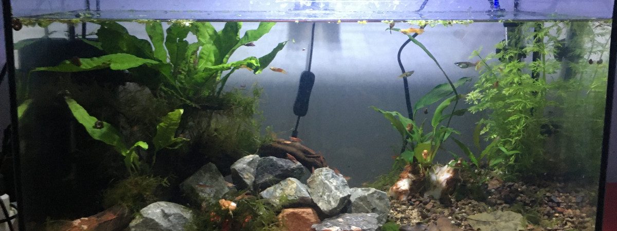 aquarium Guppysland