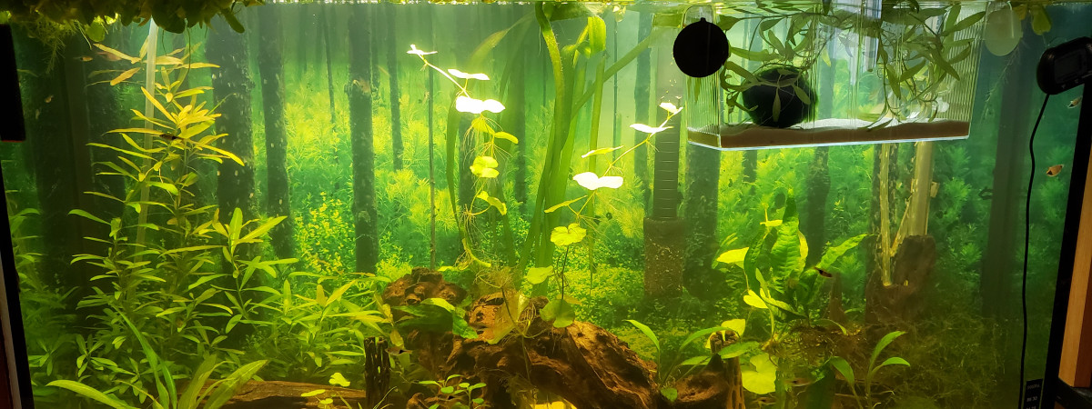 aquarium Communautaire 170L