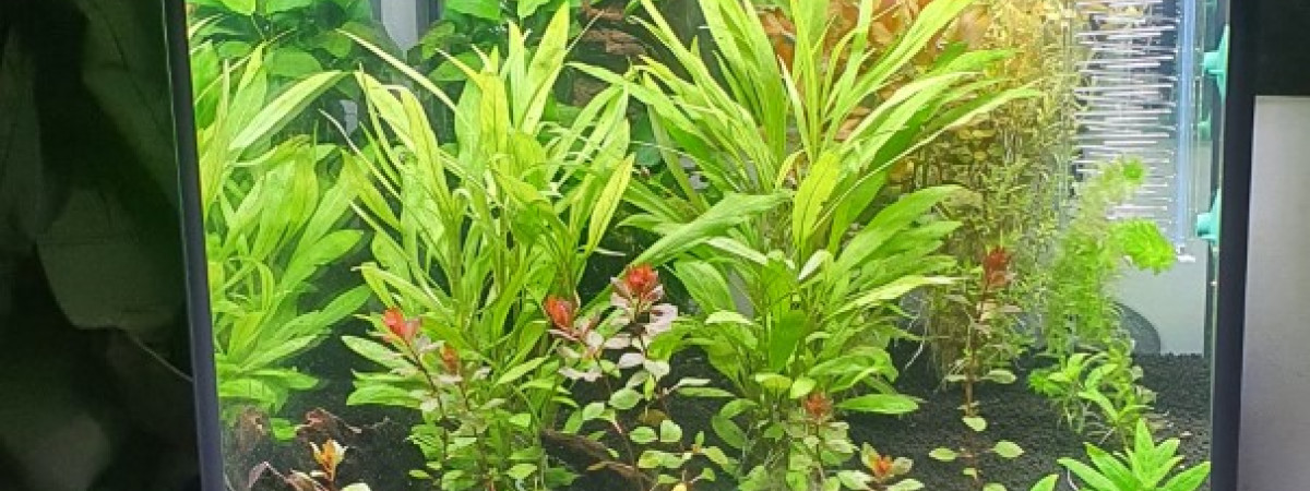aquarium Endlers Tank