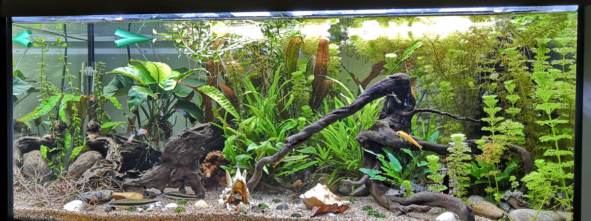 aquarium Juwel Rio 180l