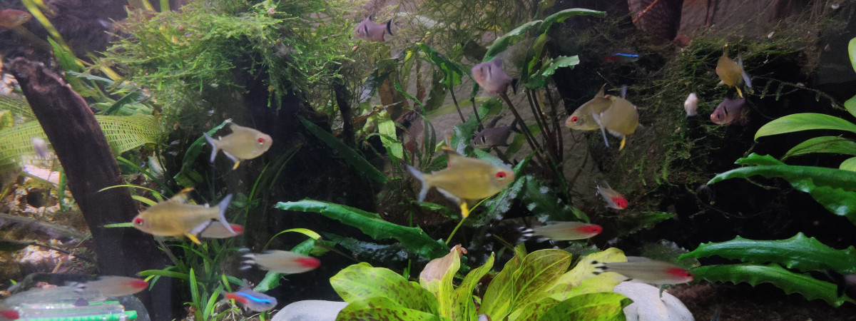 aquarium Tk12