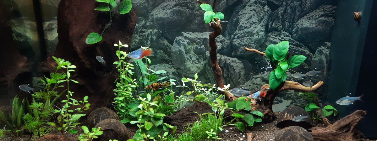 aquarium RIO 125