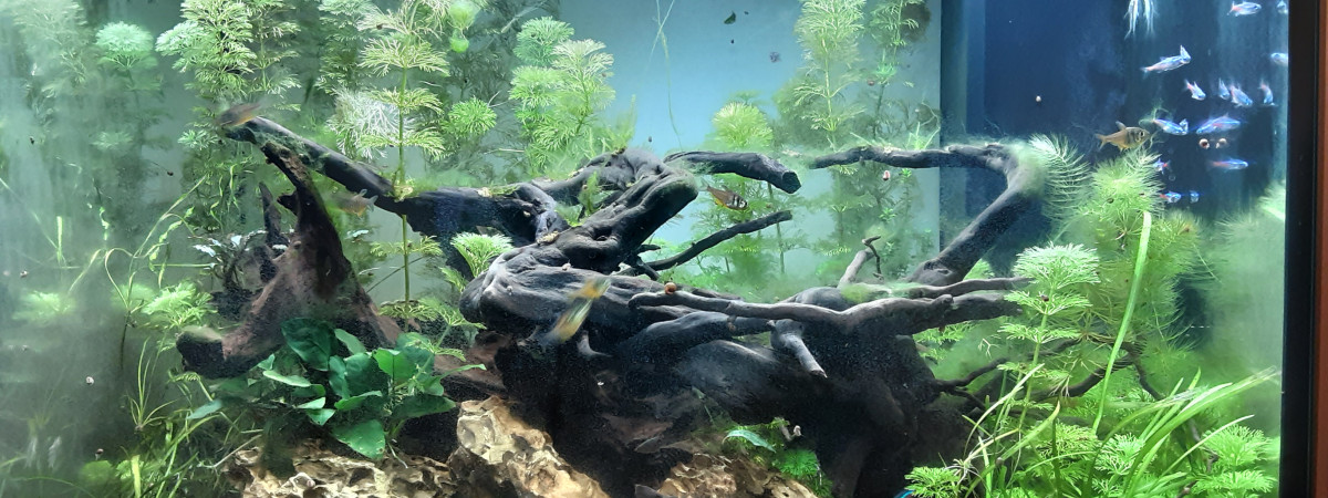 aquarium Aquarium poissons de banc