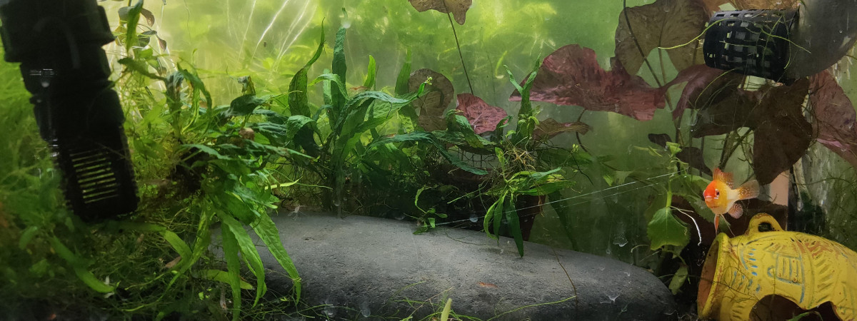 aquarium Tk2