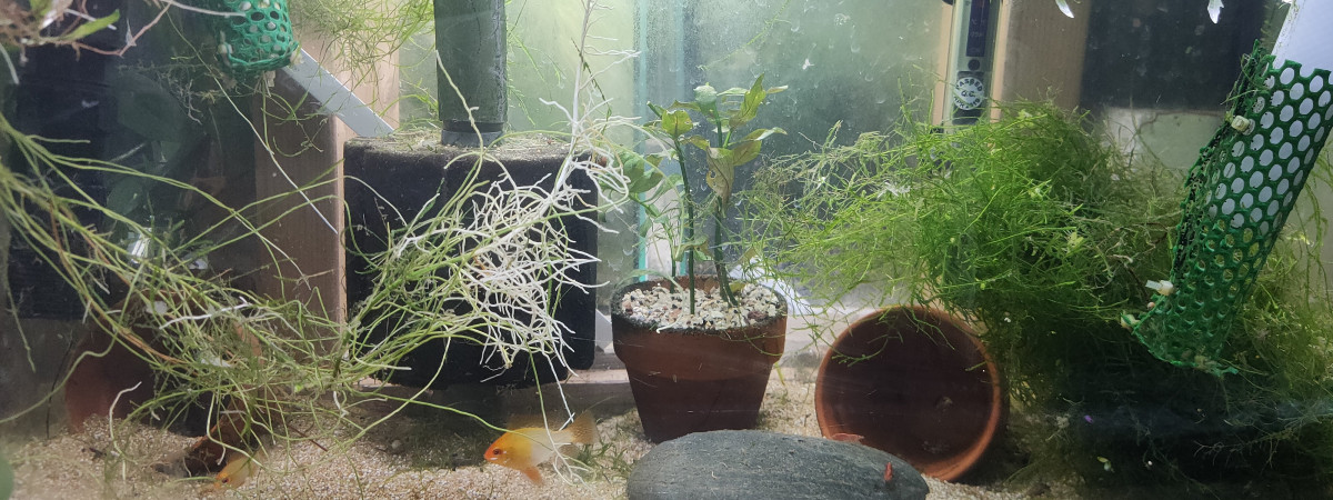 aquarium Tk9