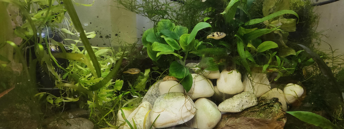 aquarium Tk18