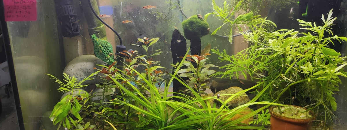 aquarium Tk8