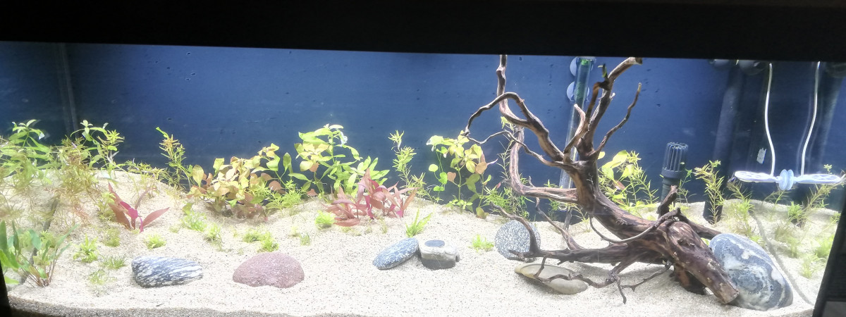 aquarium 240l australo Guinéen