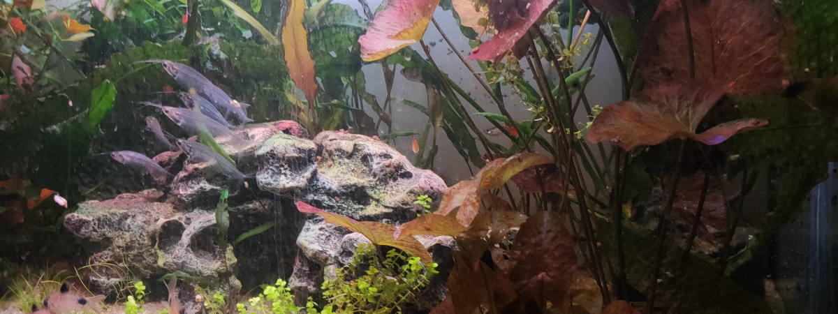 aquarium Tk1 Salon