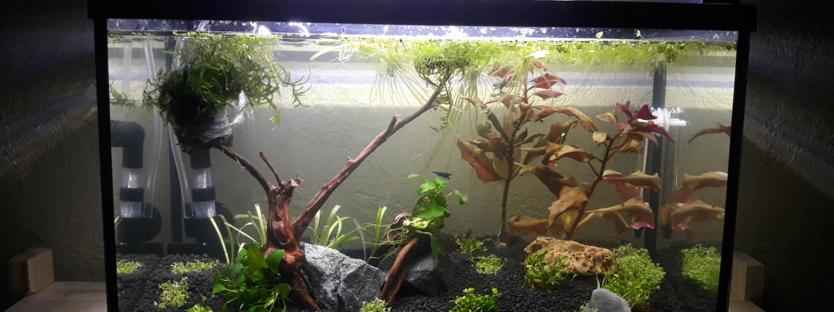 aquarium Crecre