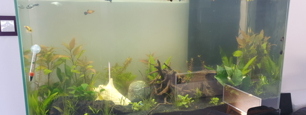 aquarium caro