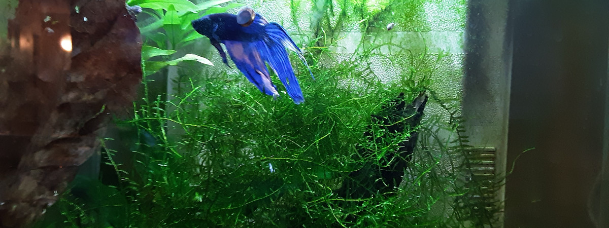 aquarium Aquarium betta