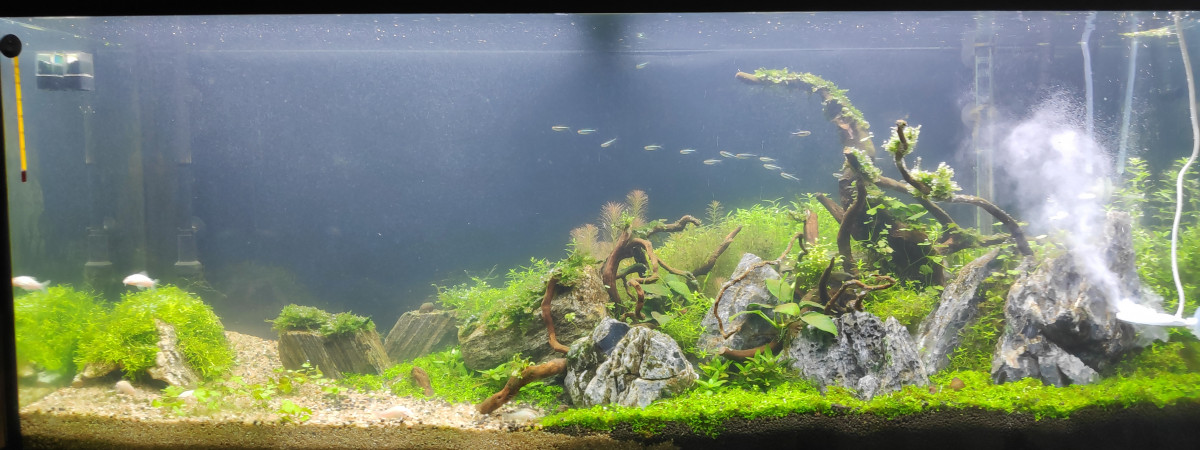 aquarium Rozan hyaku ryu ha